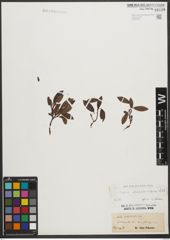 Foto von Salix waldsteiniana Willd.